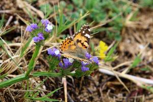 una farfalla colorata si siede su un fiore foto