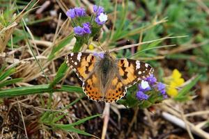 una farfalla colorata si siede su un fiore foto