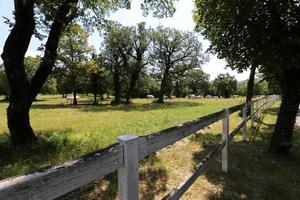 recinzione nel parco cittadino foto