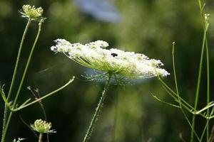 carote selvatiche in una radura della foresta foto