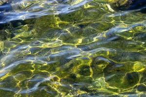 alghe verdi sulla costa mediterranea foto