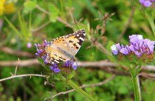 una farfalla colorata si siede su un fiore foto