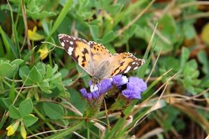 una farfalla colorata si siede su un fiore foto