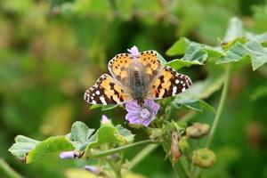 una farfalla colorata si siede su un fiore foto