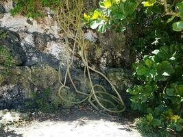 lunga vite che cresce a porto rico con rocce e piante foto