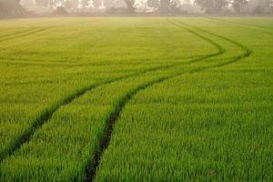 concentrarsi sul primo piano delle tracce del trattore dell'irroratrice della linea curva dopo aver spruzzato completamente fertilizzanti o erbicidi chimici su una colorata risaia verde al mattino foto