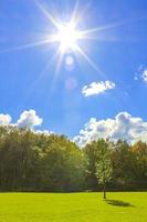 vista panoramica naturale giornata di sole piante verdi alberi foresta germania. foto