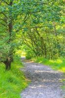 vista panoramica naturale con sentiero piante verdi alberi foresta germania. foto