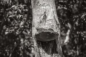 corteccia di albero tropicale con muschio di funghi e ragno messico. foto