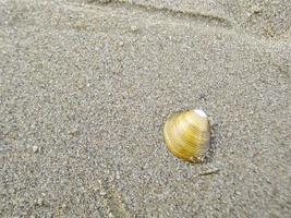 wadden mare maree costa granchi gamberetti cozze albanella sabbia germania. foto