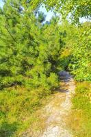 vista panoramica naturale con sentiero piante verdi alberi foresta germania. foto