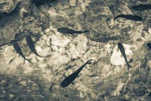 pesce pesce gatto nuotare nell'acqua cenote tajma ha messico. foto