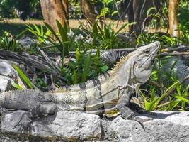 iguana su roccia tulum rovine sito maya tempio piramidi messico. foto