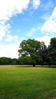 albero nel parco con cielo blu foto