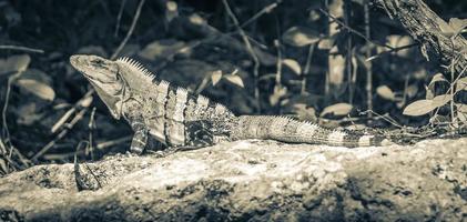 l'iguana messicana si trova su roccia pietra natura foresta del messico. foto