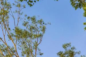 pappagallo indiano ringneck parrocchetto uccello su albero agra india. foto