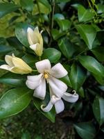 pianta ornamentale a fiore bianco foto