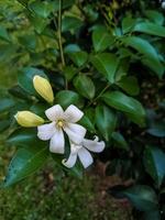 pianta ornamentale a fiore bianco foto