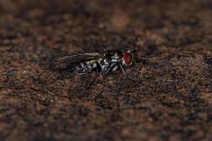 mosca adulta a zampe lunghe foto