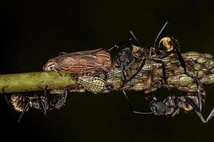 femmina adulta scintillante formica dorata con ninfe etalionidi treehopper foto