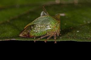 bufalo adulto saltatore d'albero foto