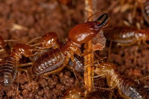 termiti dal muso a mascelle adulte foto