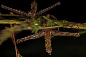 scimmia cavalletta ninfa foto