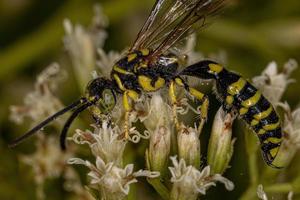 vespa tinnide fasciata del nuovo mondo adulta foto