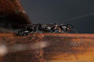 formica regina ramoscello adulto foto