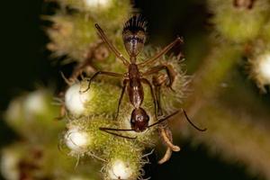 formica carpentiere femmina adulta foto