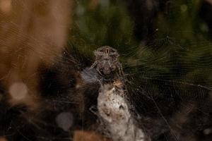 ragno tenda-rete tropicale femmina adulta foto