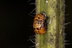 pupa di scarabeo asiatico foto