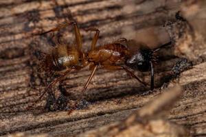 formica carpentiere femmina adulta foto