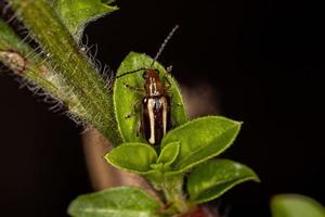 scarabeo delle pulci adulto foto