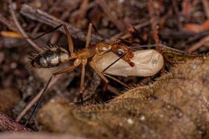 formica carpentiere femmina adulta foto