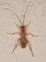 vespa braconid adulta foto