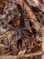 formica della mascella trappola per adulti foto