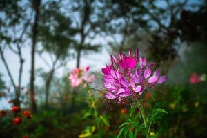 cleome hassleriana, comunemente nota come fiore di ragno, pianta di ragno, regina rosa o baffi del nonno, originaria del sud america foto