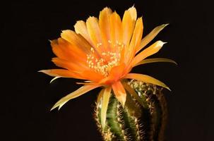 vista ravvicinata bellissimo fiore di cactus arancione lobivia foto