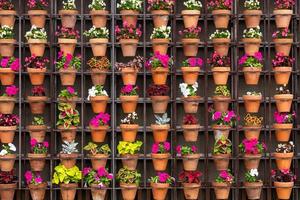 file di diverse piante e fiori in vasi in un'aiuola di strada foto