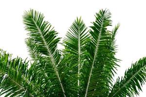 albero di cocco foglia isolato su sfondo bianco, motivo a foglie verdi foto