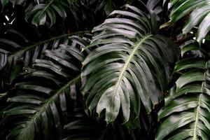 modello di foglie verdi, foglie di monstera nella foresta per lo sfondo della natura foto