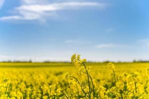 bellissimi campi di colza gialli nel sole primaverile foto