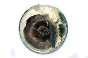 test di ricerca biochimica fungo che cresce capsula di Petri. foto
