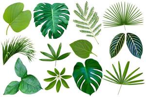 raccolta di vari motivi di foglie verdi per il concetto di natura, set di foglie tropicali isolate su sfondo bianco foto