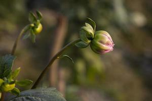 bellissimi boccioli di fiori naturali con sfondo sfocato foto