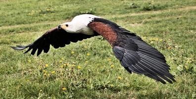 una vista di un'aquila di mare africana in volo foto