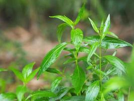 re degli amari andrographis paniculata burm, muro. ex nees, fah talai jhon, le erbe tailandesi alleviano il mal di gola, riducono la febbre, riscaldano le foglie verdi fredde la natura vegetale protegge il coronavirus, covid-19 foto