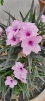 fiore di petunia messicano foto