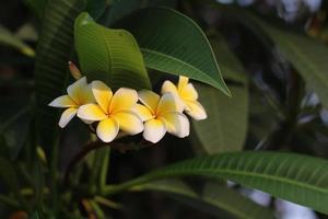 fiori gialli di plumeria che sbocciano foto